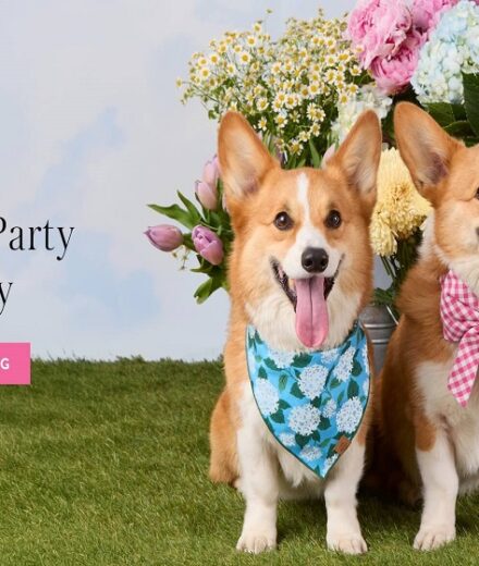 The Foggy Dog: Where Style Meets Comfort for Your Four-Legged Friend