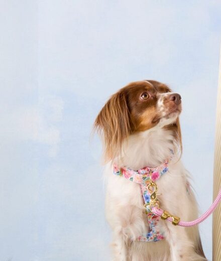 The Foggy Dog Collections: Stylish Accessories for Every Pup 🐶✨